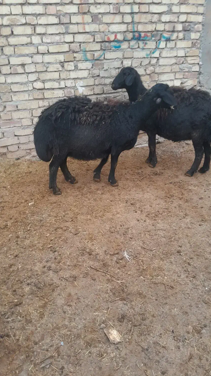 میش|حیوانات مزرعه|سجاس رود, |دیوار