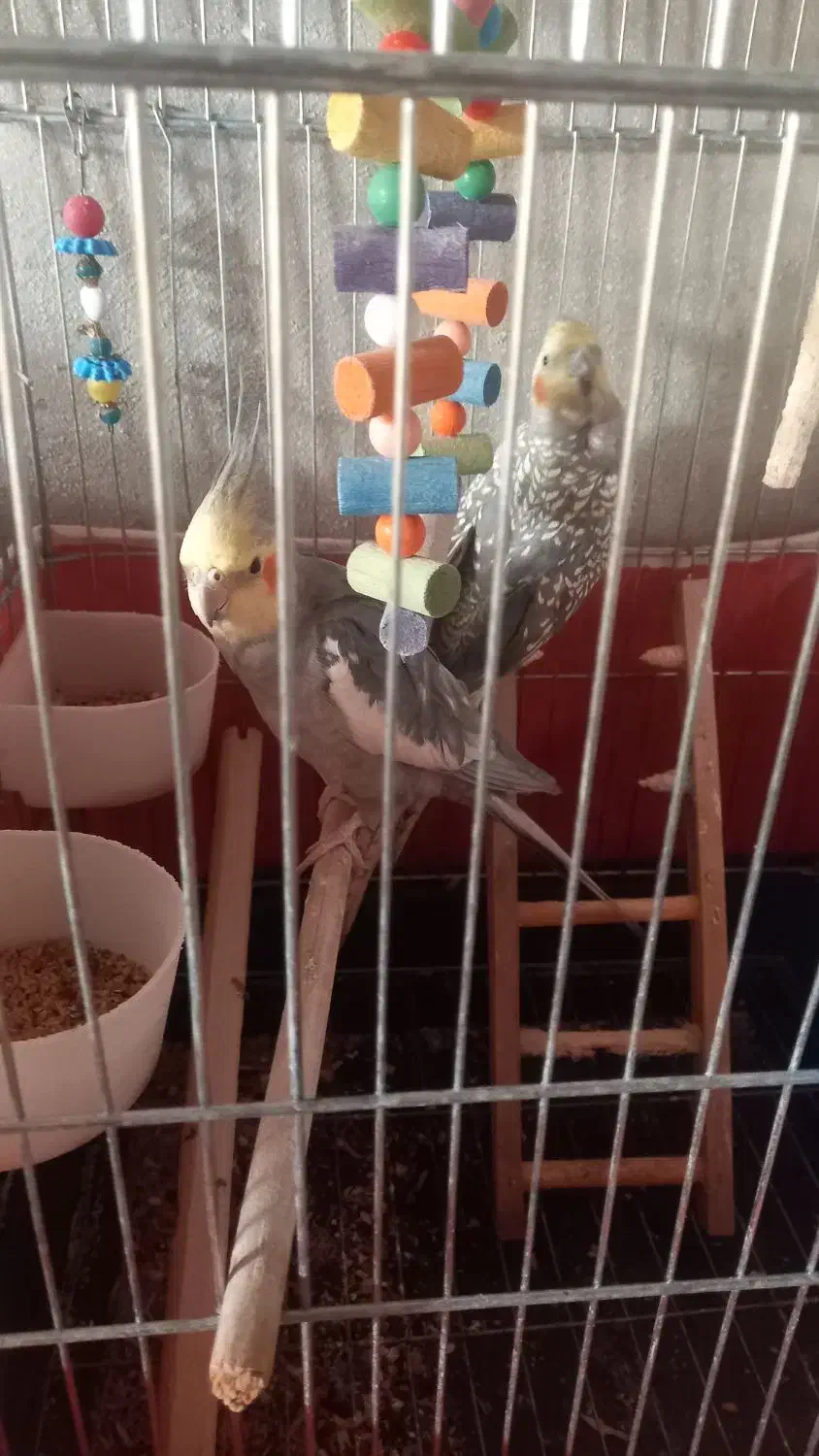 عروس هلندی باقفس ولوازم|پرنده|چهاردولی, |دیوار