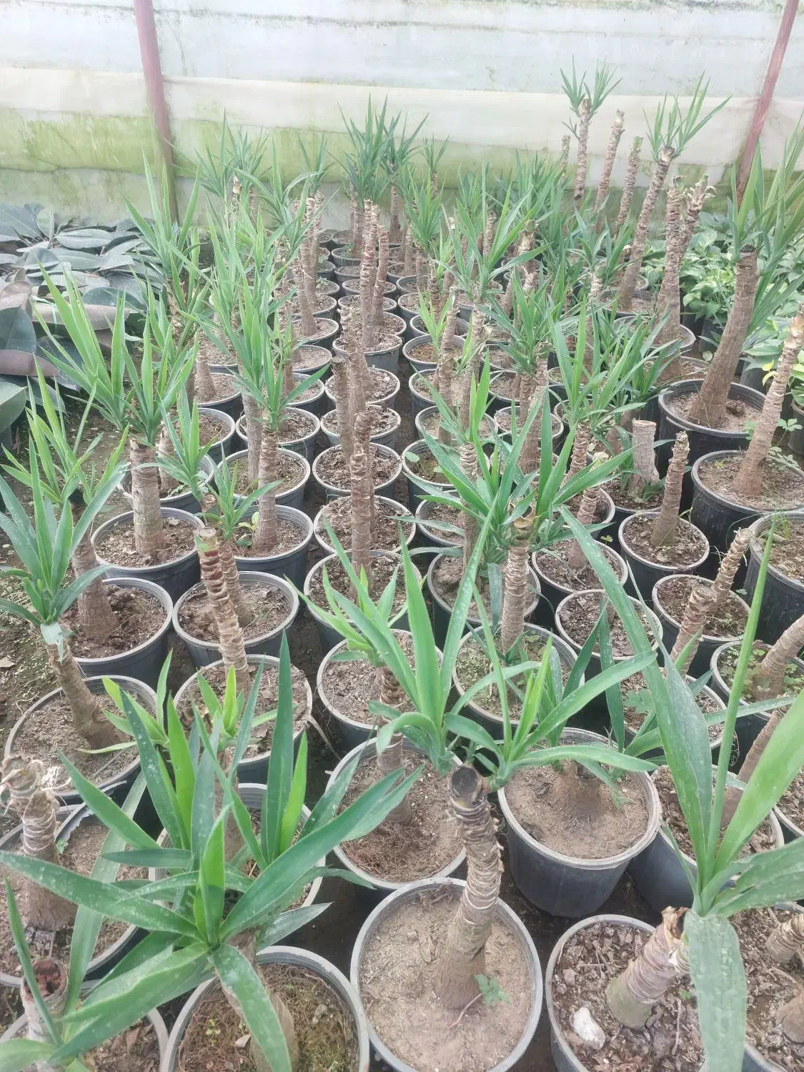 یوکا تنه دار|گل و گیاه طبیعی|تهران, سازمان آب|دیوار