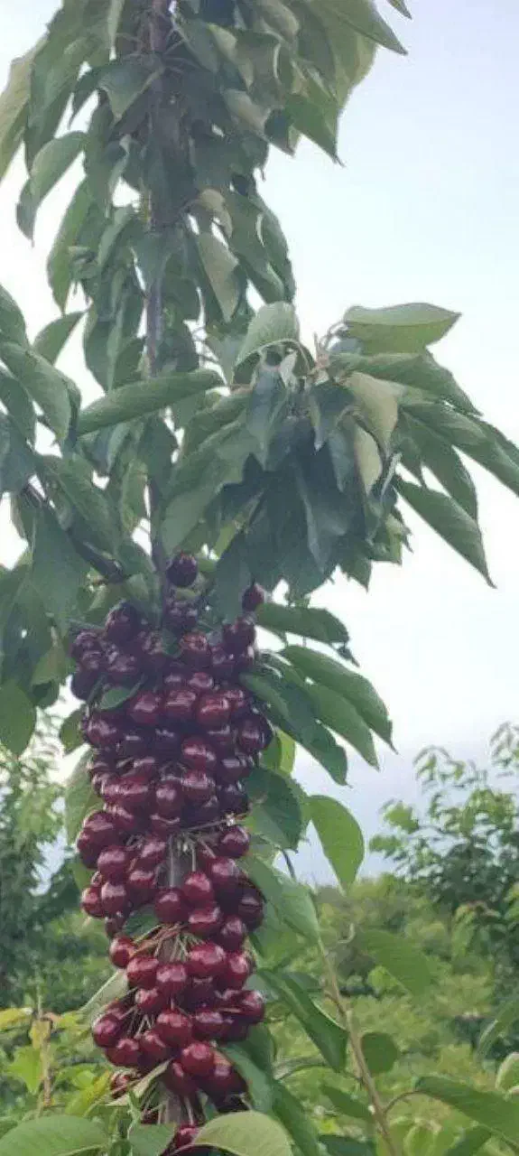 فروش نهال گیلاس لاپینز آمریکایی|خدمات باغبانی و درختکاری|سامان, |دیوار