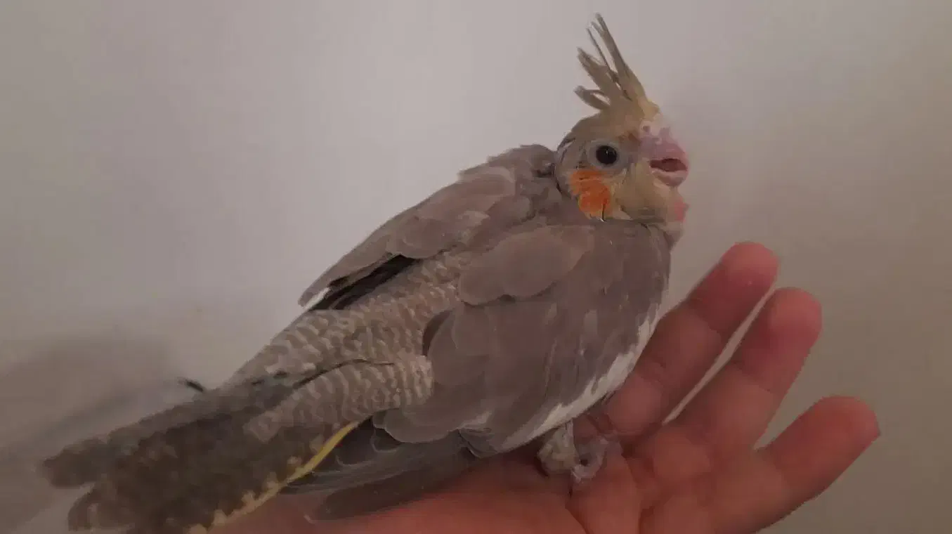 جوجه عروس هلندی لوتینو و اهویی|پرنده|اصفهان, جاوان|دیوار