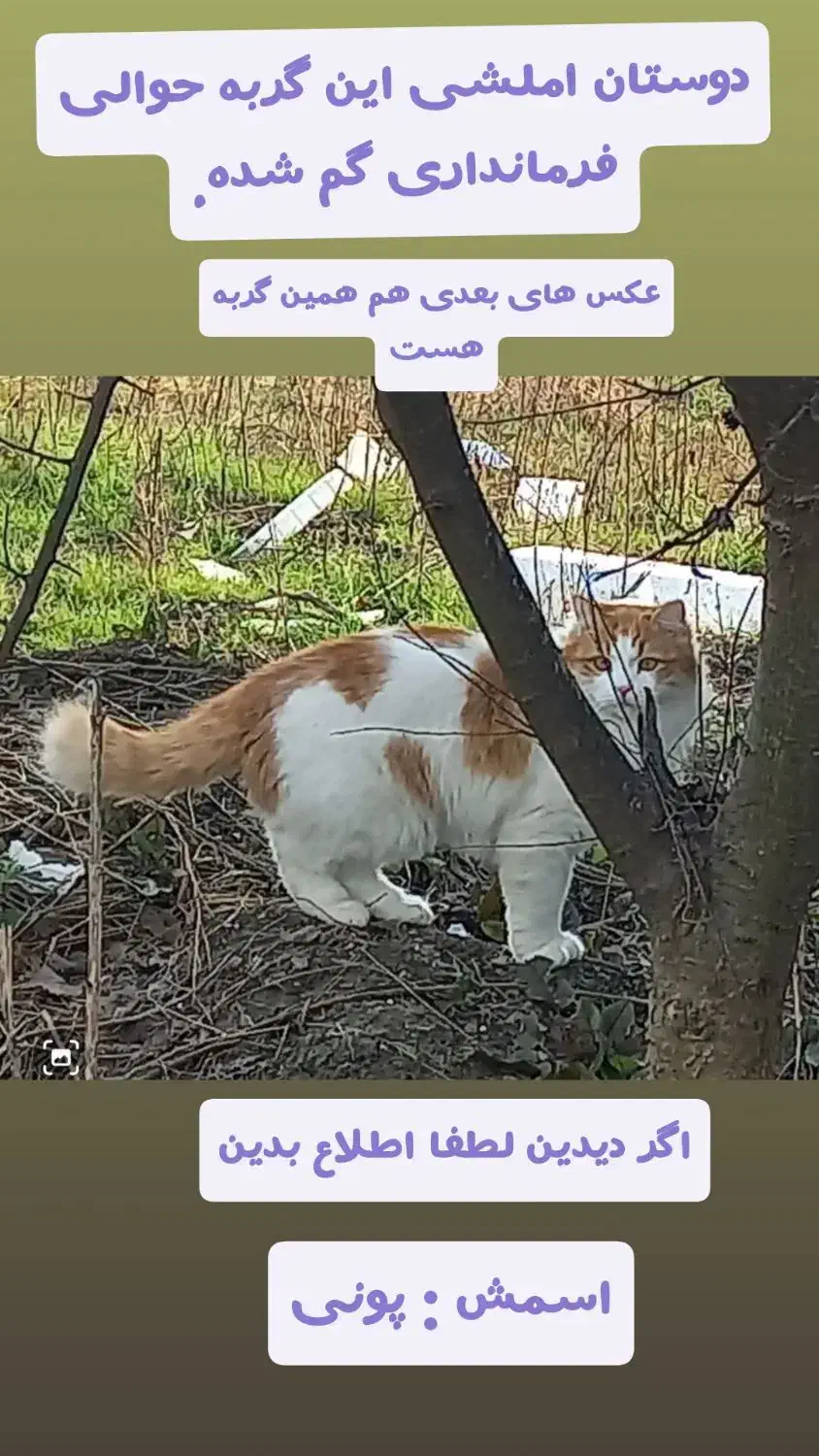 گربه نر عقیم شده و گم شده|حیوانات|املش, |دیوار