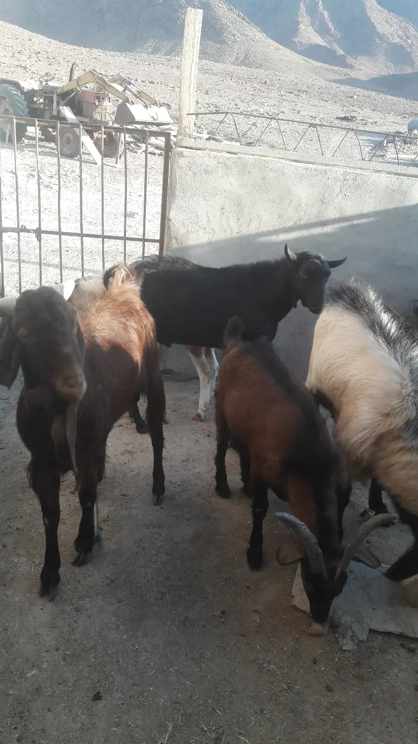 بز و کره نر|حیوانات مزرعه|تفت, |دیوار