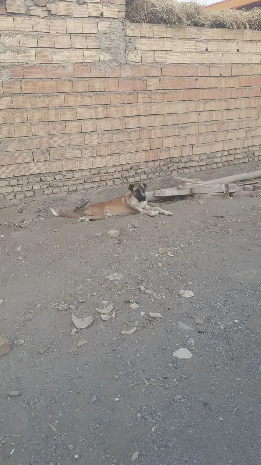 سگ سرابی|سگ|یامچی, |دیوار