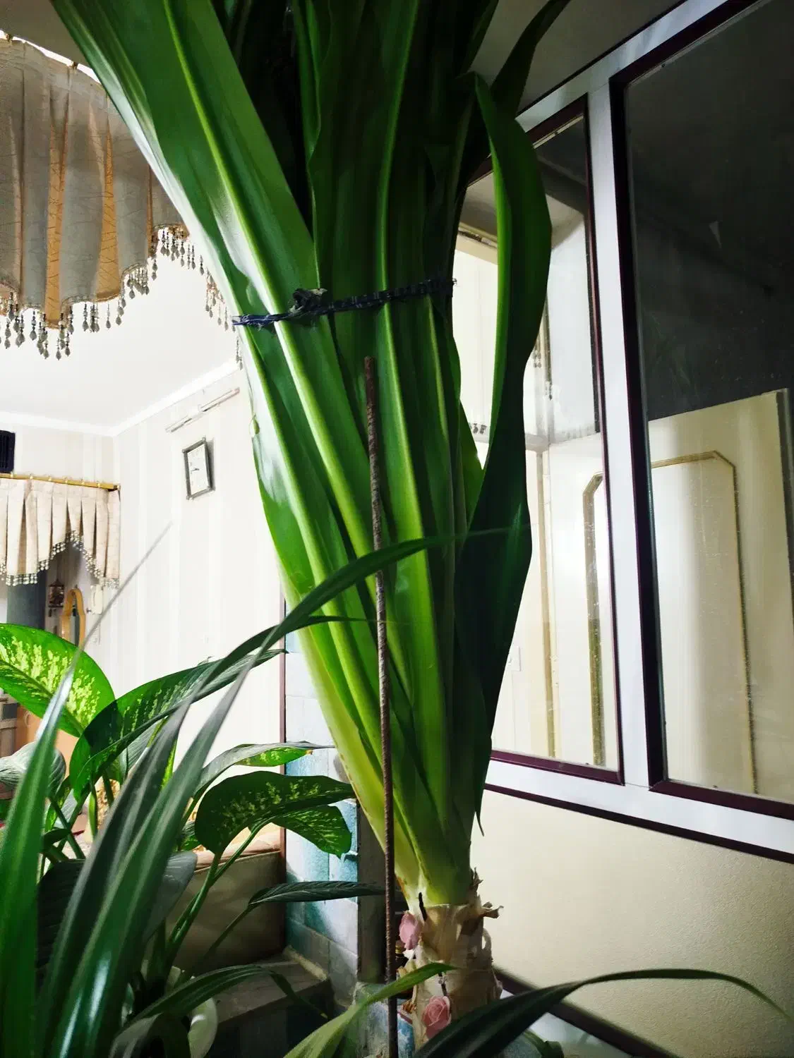 گل پاندانوس|گل و گیاه طبیعی|نیشابور, ده حلاج|دیوار