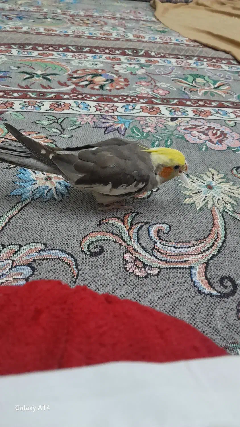 عروس هلندی نر|پرنده|پاکدشت, پاکدشت (مامازند)|دیوار