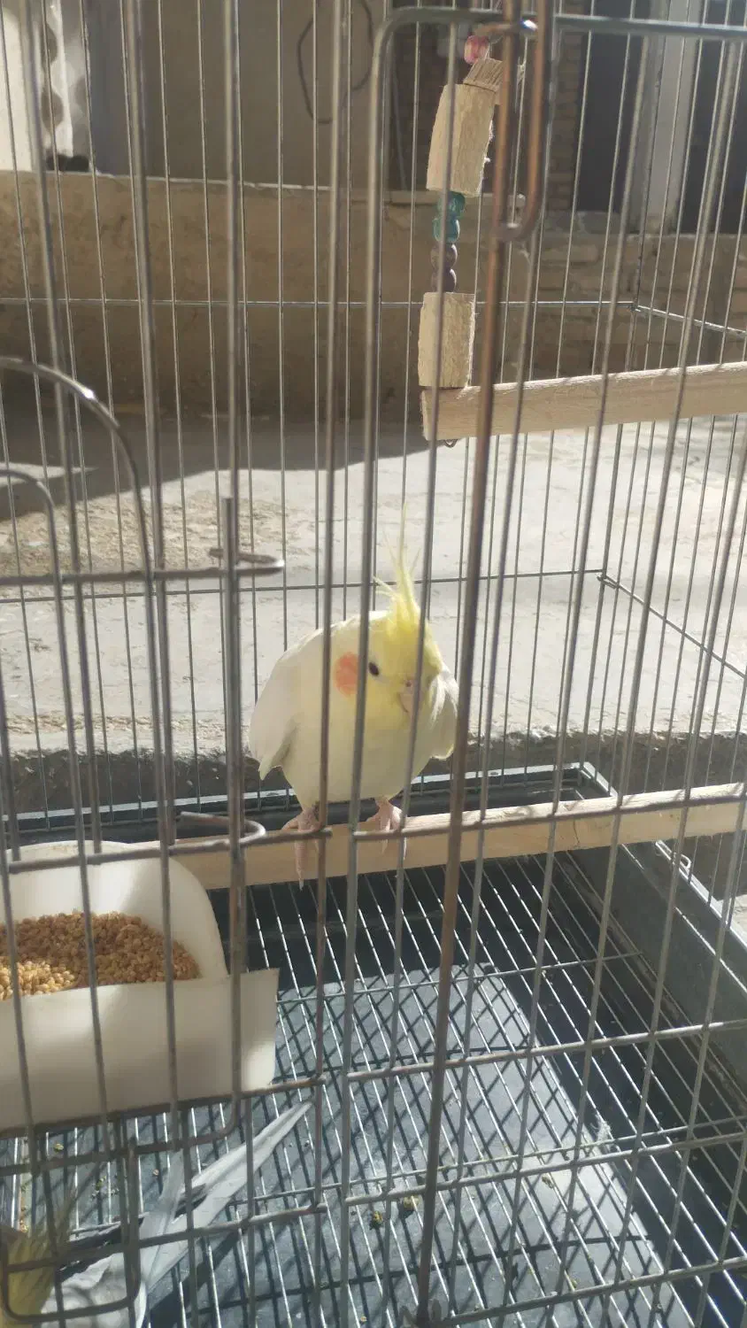 دوجفت عروس هلندی مولد|پرنده|کبودرآهنگ, |دیوار