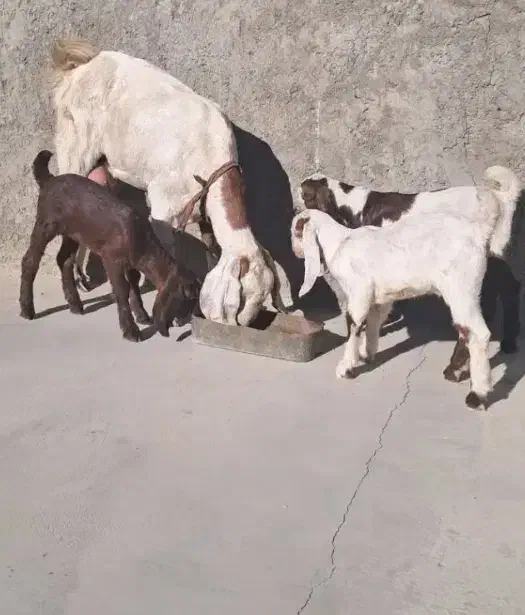 بز سه قلو زاه|حیوانات مزرعه|کرمان, |دیوار