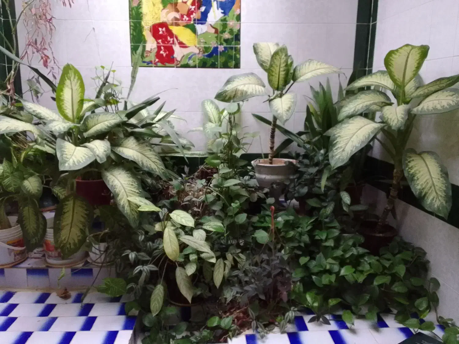 گل دیفن|گل و گیاه طبیعی|خرمآباد, |دیوار