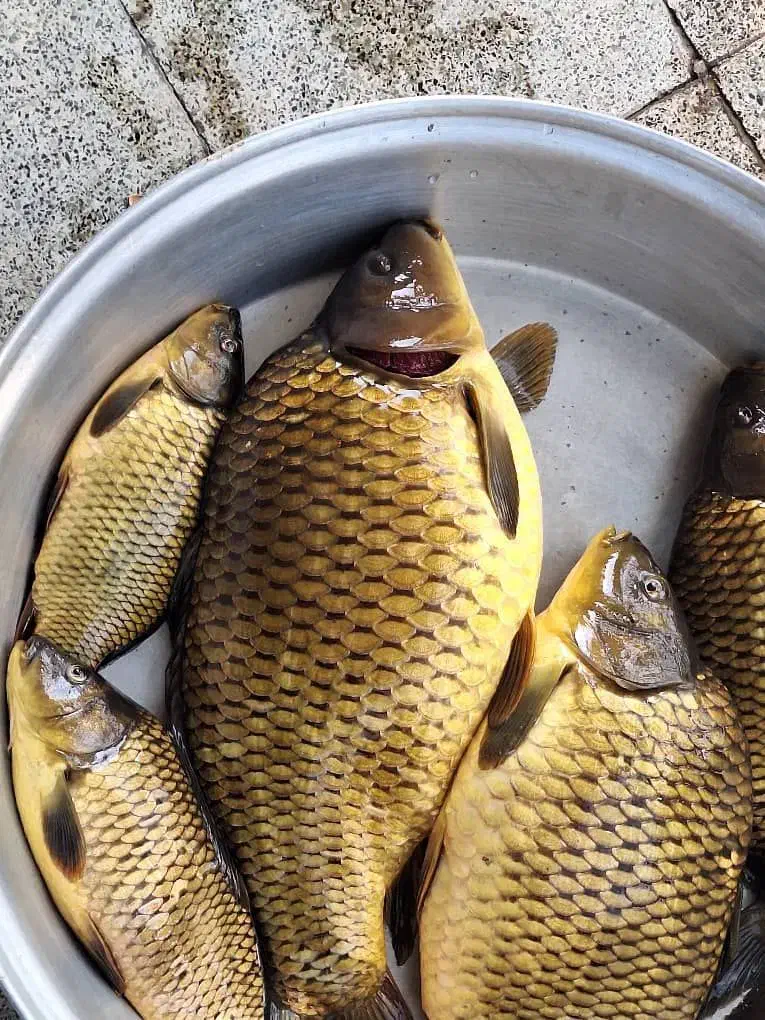 ارس ماهی|ماهی|صوفیان, |دیوار