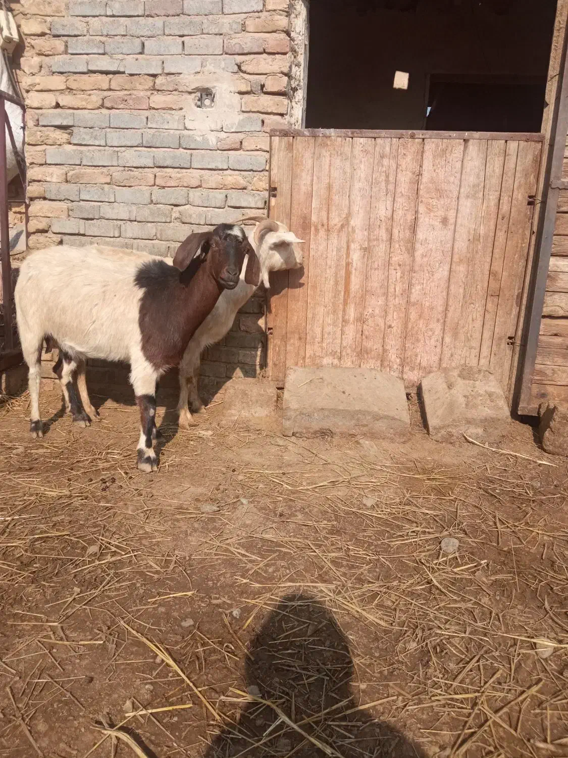 بز ماده جوان|حیوانات مزرعه|تبریز, |دیوار