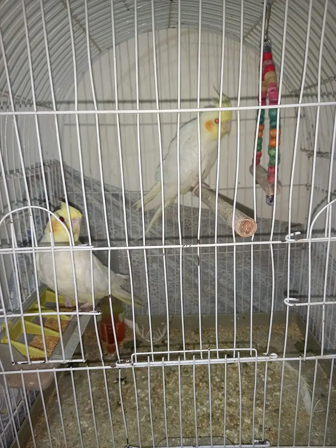 عروس|پرنده|اهر, |دیوار