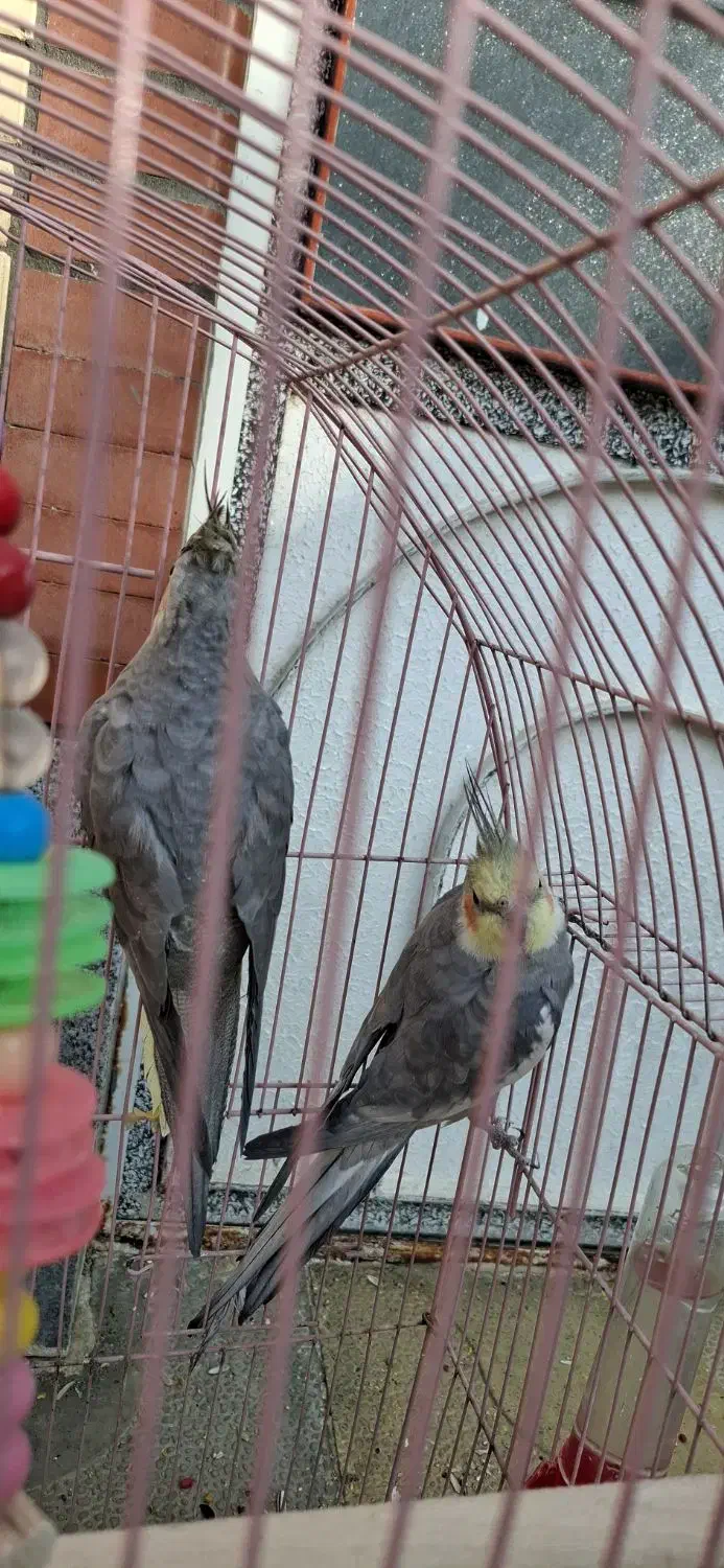 عروس هلندی|پرنده|سلماس, |دیوار