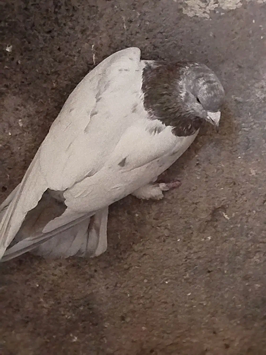 کفتر یا کبوتر و قفس|پرنده|قرچک, پویینک|دیوار