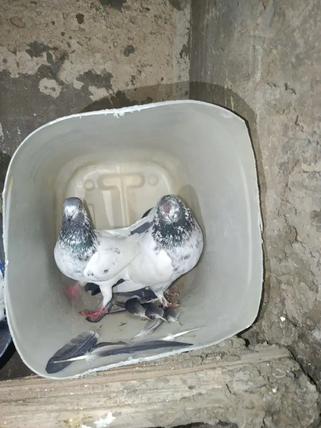 کبوتر کله دم|پرنده|چرداول, |دیوار