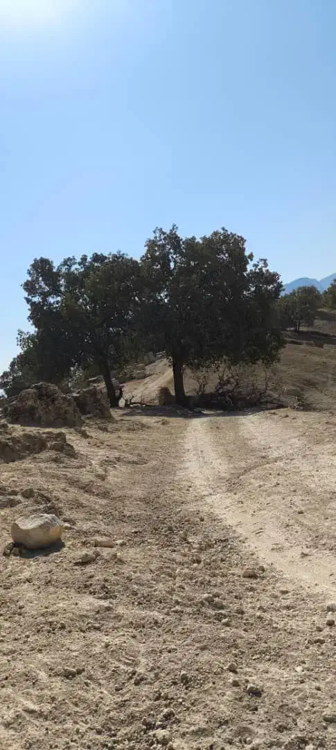 واگذاری سگ نگهبان میپذیرم|سگ|یاسوج, |دیوار