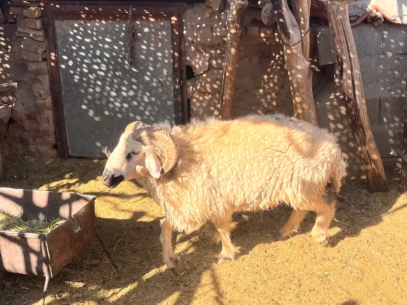 قوچ ونری|حیوانات مزرعه|سیرجان, |دیوار