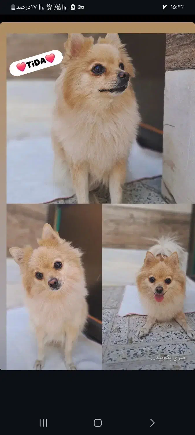 سگ پامر روباهی ماده با شناسنامه|سگ|برخوار, |دیوار