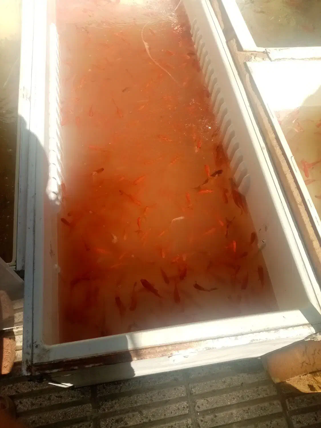 ماهی قرمز|ماهی|بابل, |دیوار