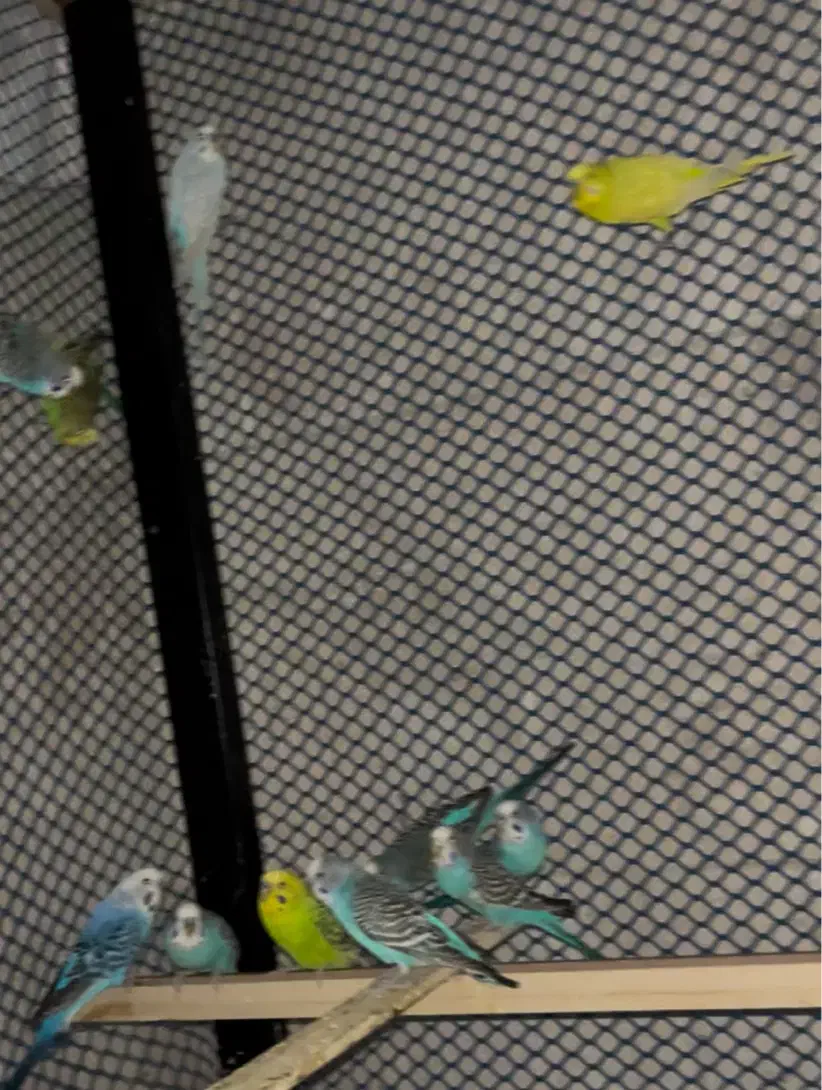 مرغ عشق|پرنده|یزد, |دیوار