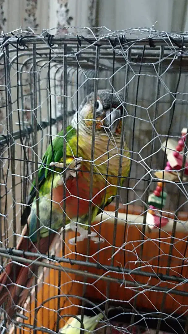 گرینچیک گم شده|حیوانات|فردیس, شهرک ارم|دیوار