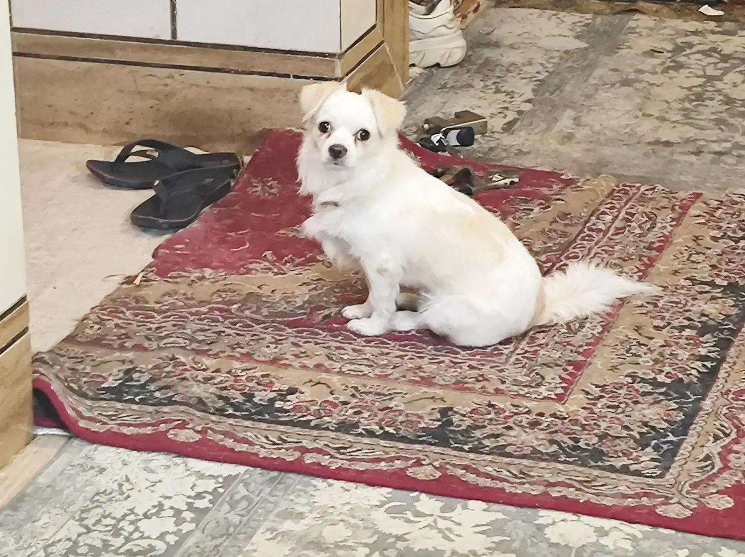 سگ گمشده|حیوانات|فلاورجان, |دیوار