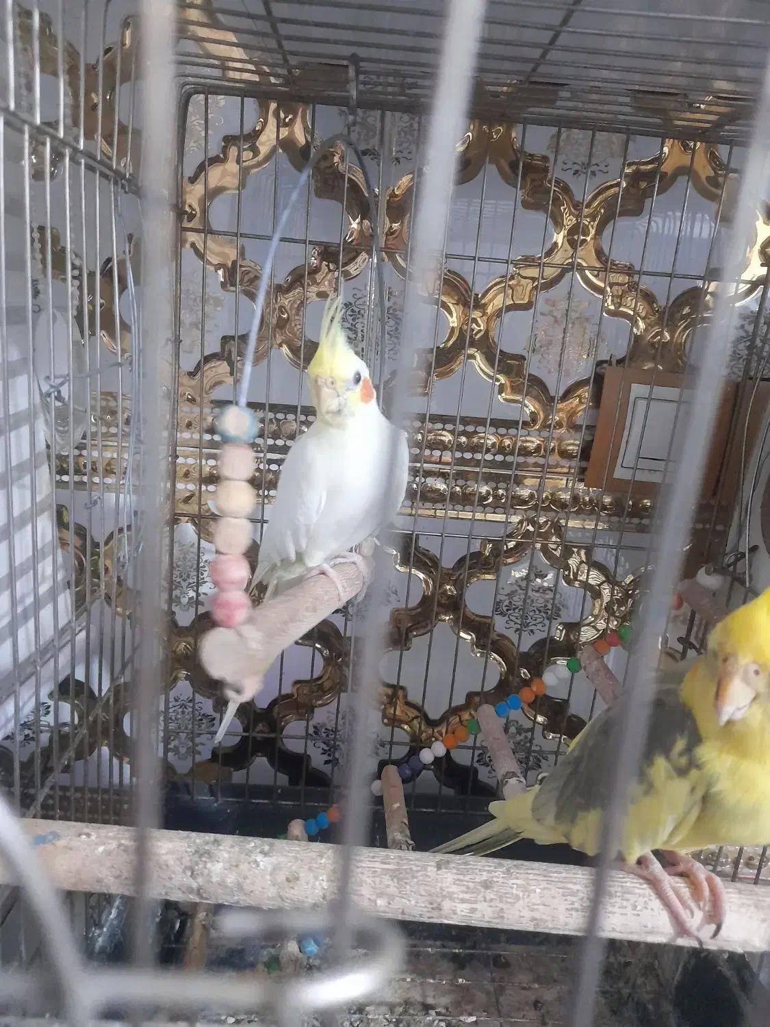 یک جفت عروس هلندی|پرنده|چهاردانگه (تهران), |دیوار