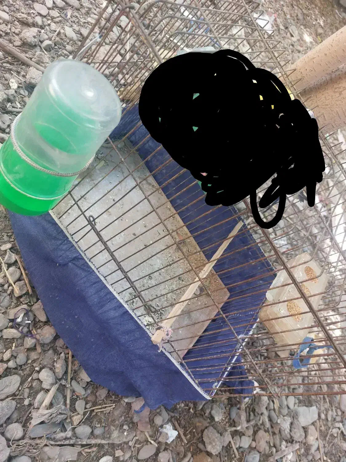 قفس مرغ عشق و فنچ|لوازم جانبی حیوانات|ایرانشهر, |دیوار