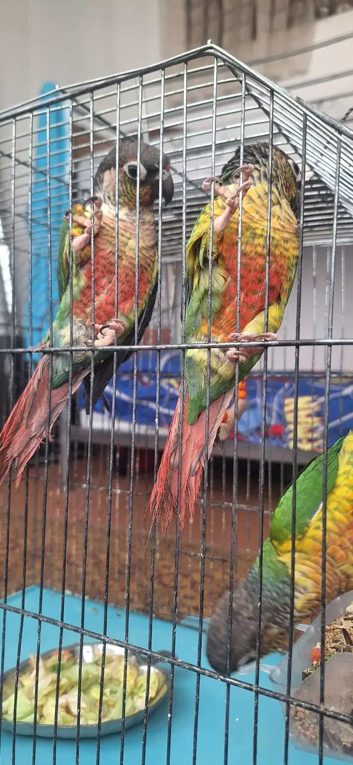 طوطی گرینچیک|پرنده|خمینی‌شهر, |دیوار