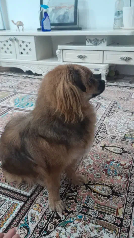 سگ شیتزو|سگ|بندرعباس, |دیوار