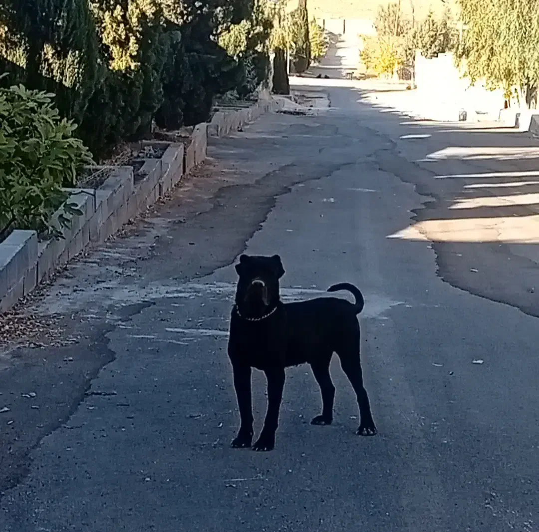 کنکورسو|سگ|شیراز, نصر|دیوار