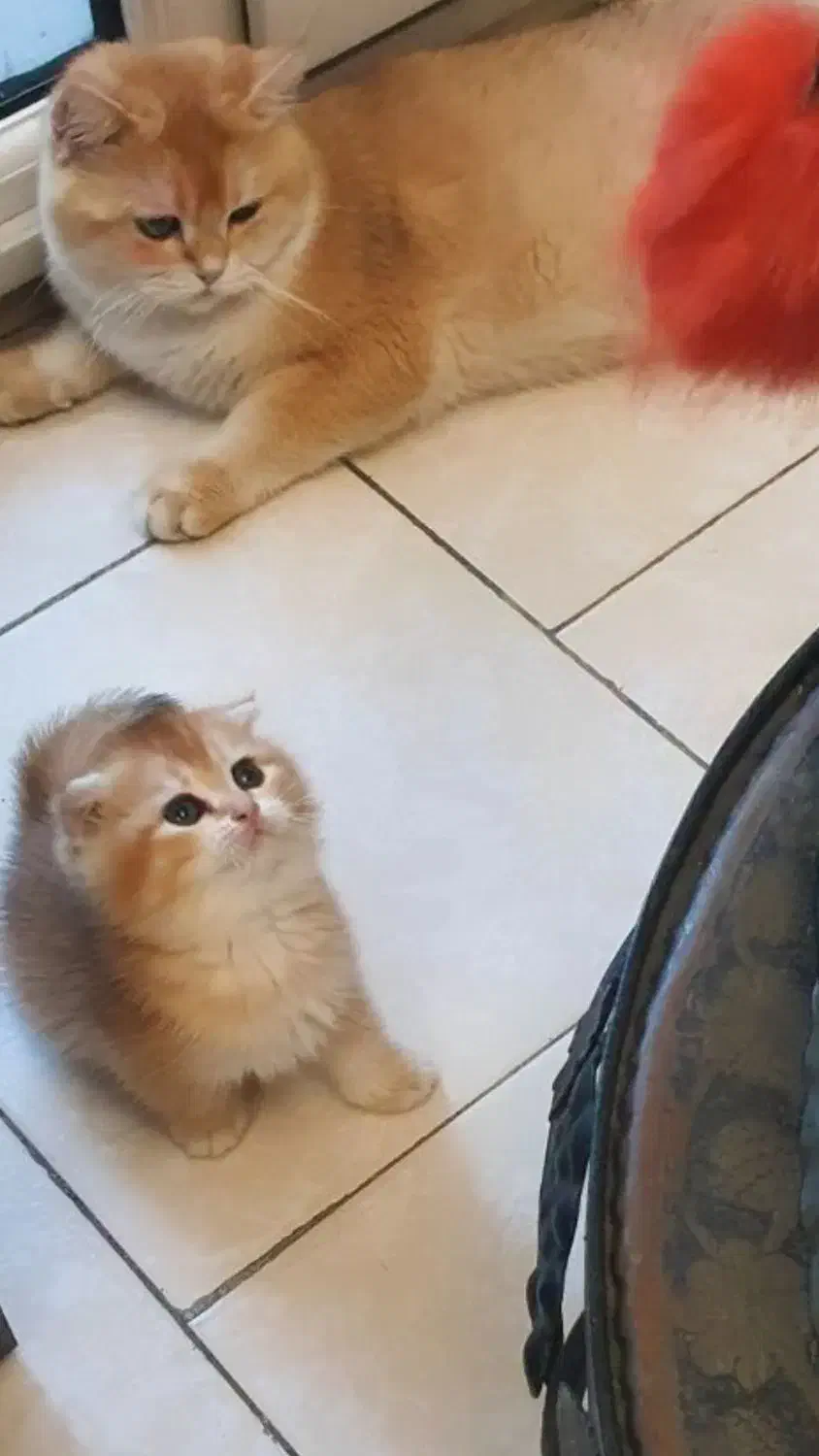 بریتیش .اسکاتیش|گربه|تهران, قیطریه|دیوار