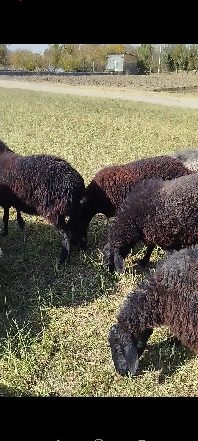 بره نر و ماده|حیوانات مزرعه|گلپایگان, |دیوار