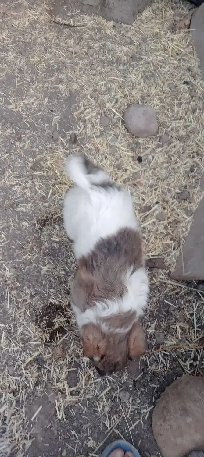 سگ سرابی نر|سگ|سراب, |دیوار