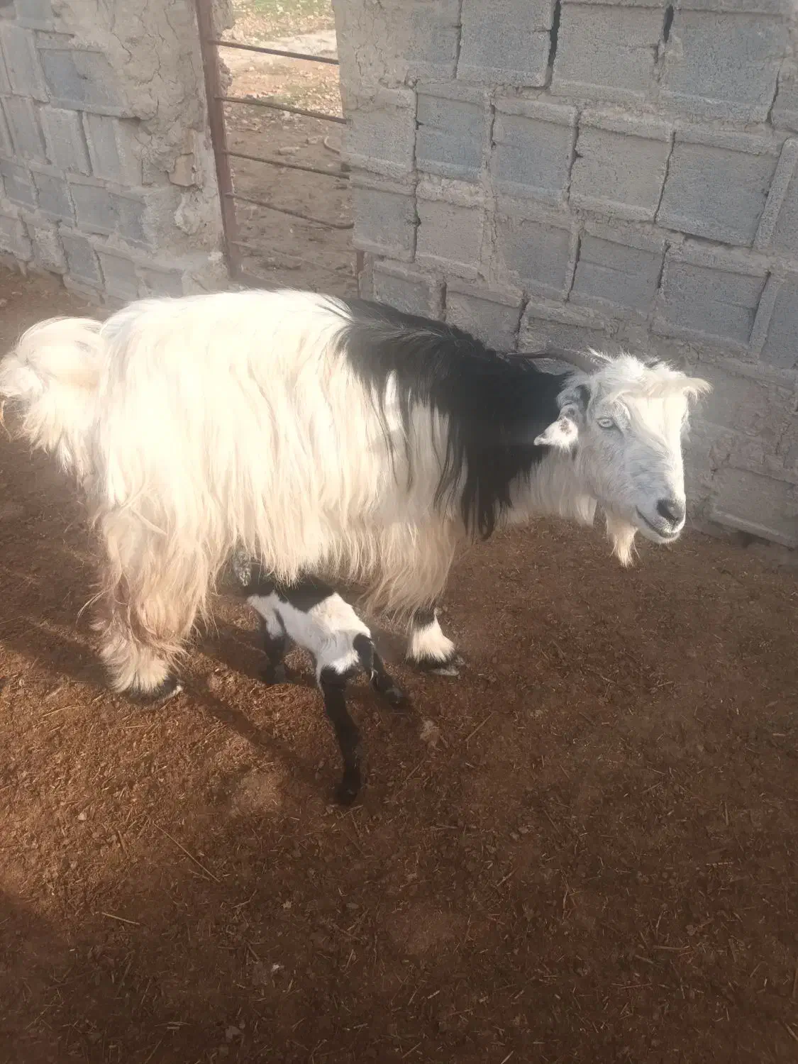 بز کهره دار|حیوانات مزرعه|مرودشت, ثبت احوال|دیوار