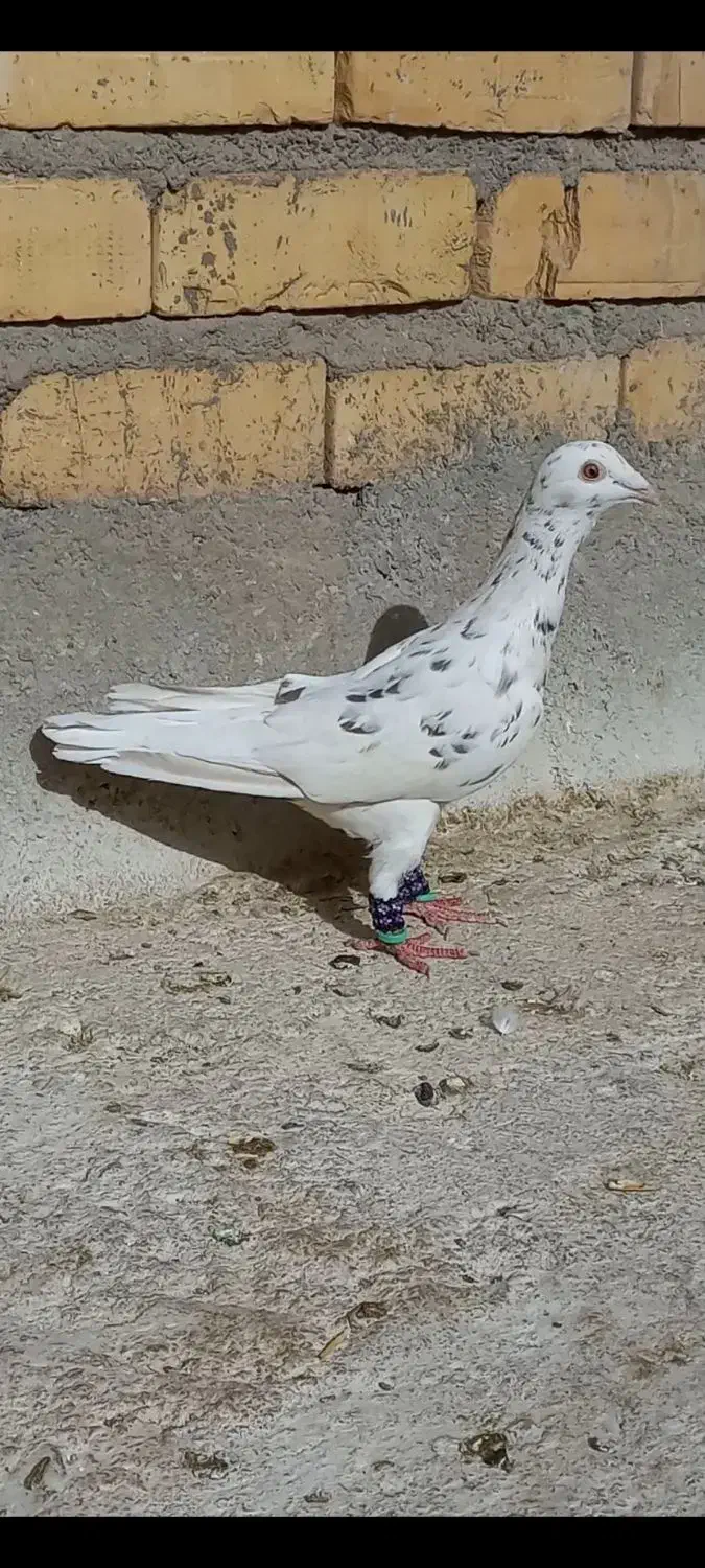 دو عدد کفتر قلدر پرشی بشرط|پرنده|نصر آباد, |دیوار