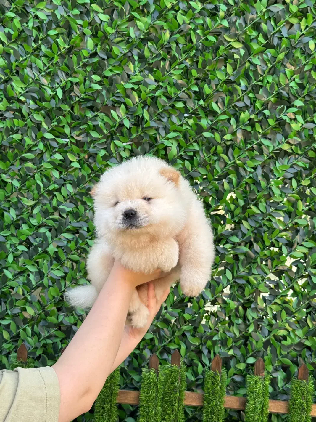 چاوچاو|سگ|مشهد, هنرستان|دیوار