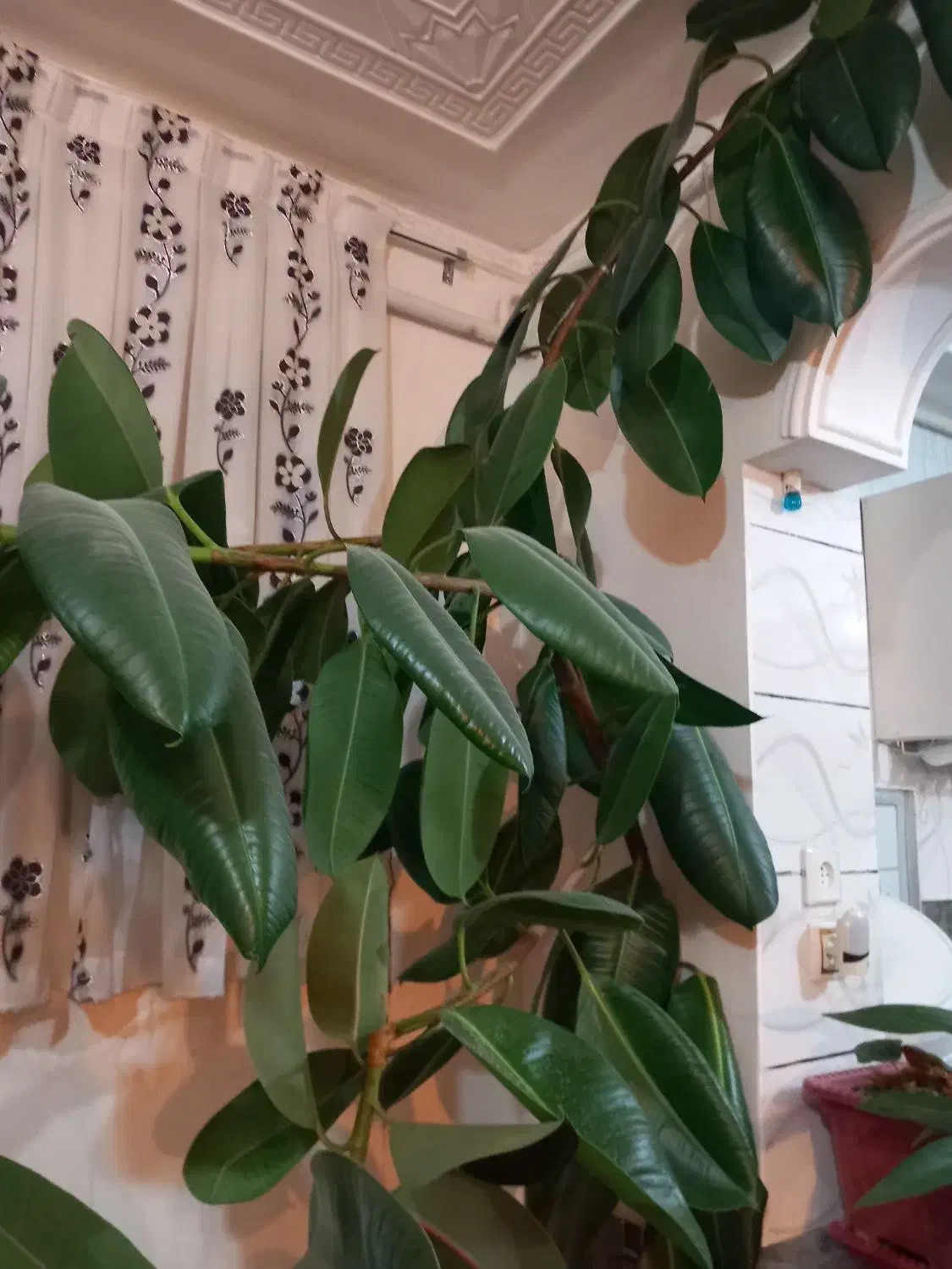 گل زیبا|گل و گیاه طبیعی|اشترینان, |دیوار