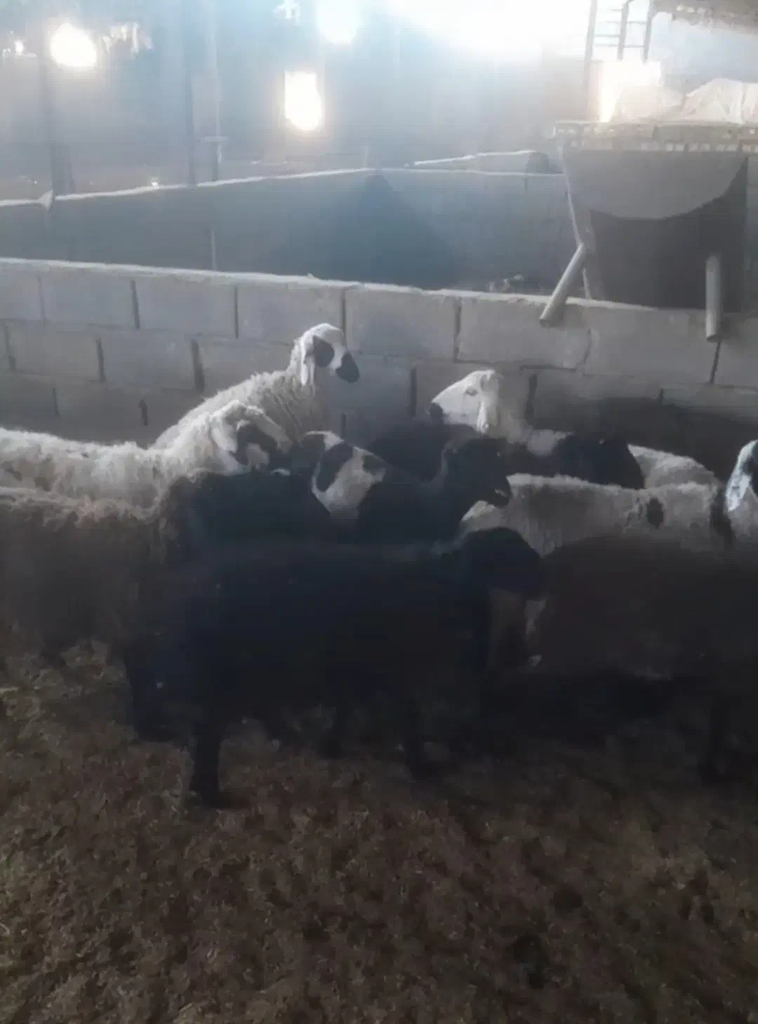 بره|حیوانات مزرعه|رفسنجان, |دیوار