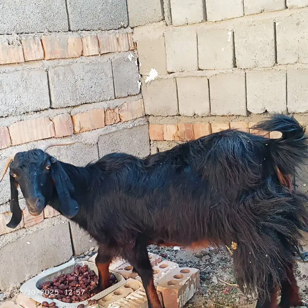 بز فروشی|حیوانات مزرعه|سرباز, |دیوار