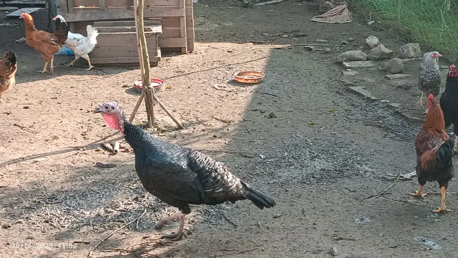 بوقلمون برنز|حیوانات مزرعه|لنگرود, |دیوار