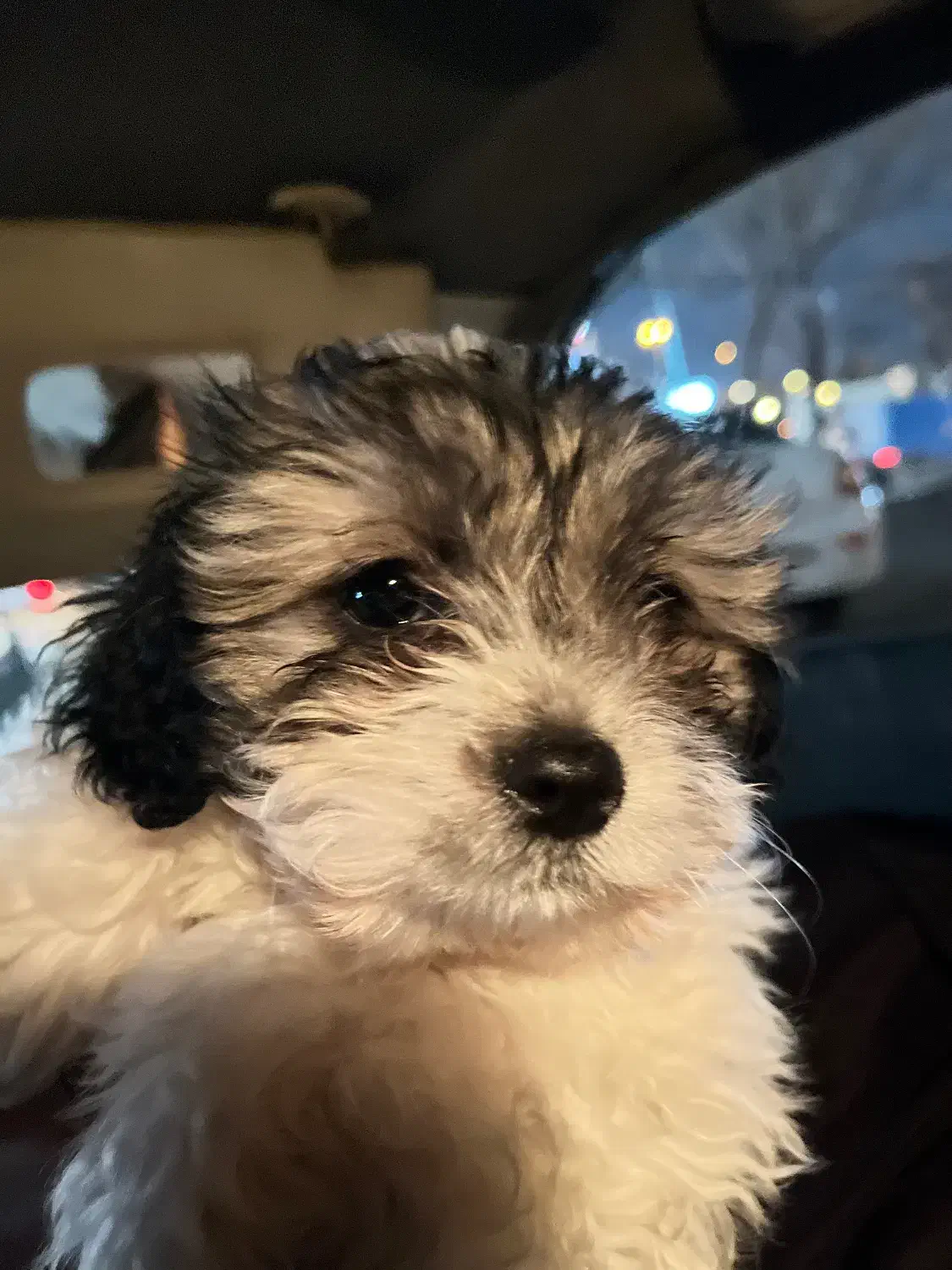 شیتزو|سگ|کرج, فاز ۱ مهرشهر|دیوار