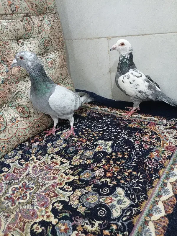 یک جفت بزک|پرنده|مروست, |دیوار