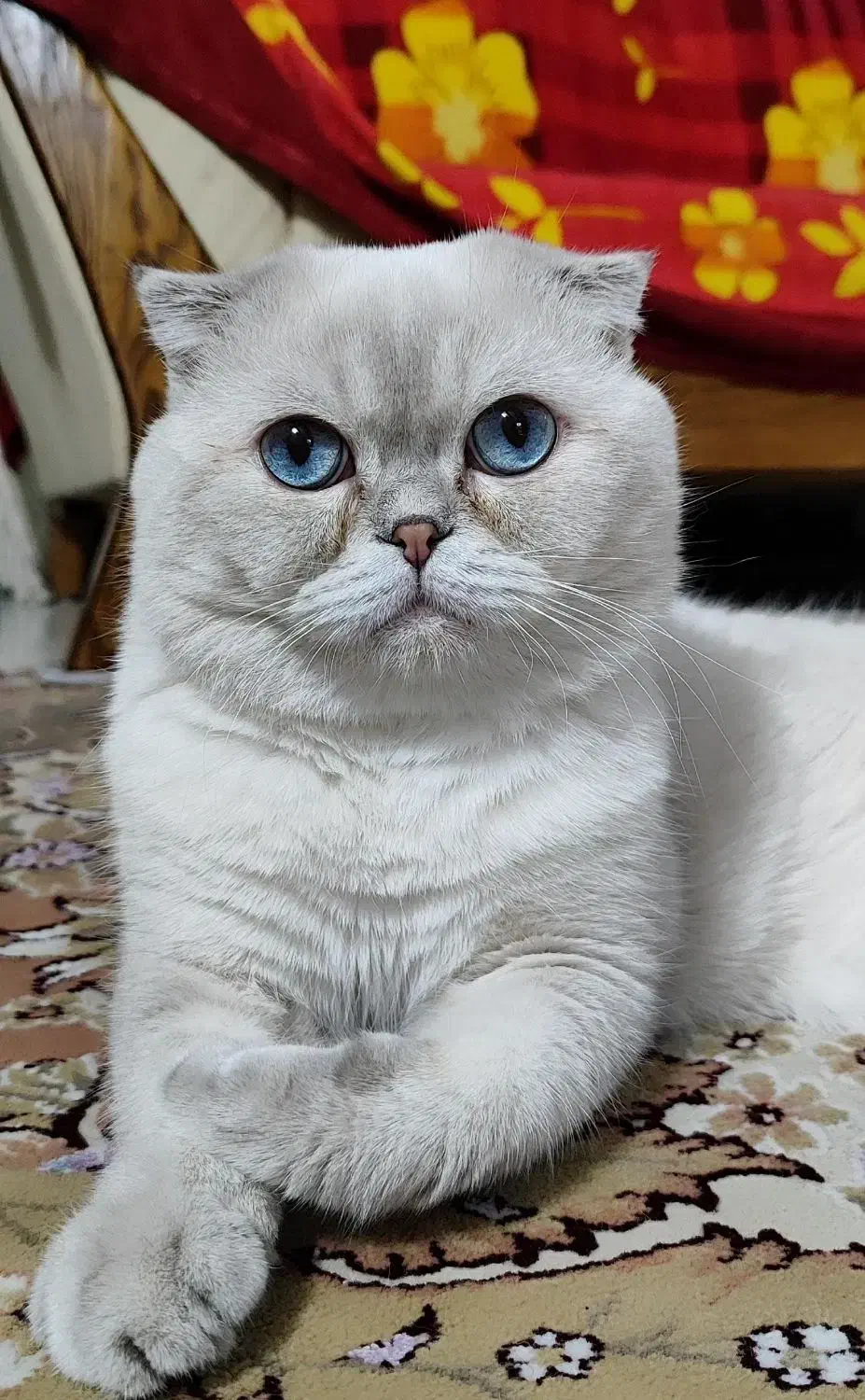 گربه چشم آبی اقیانوسی|گربه|شیراز, حومه شیراز|دیوار