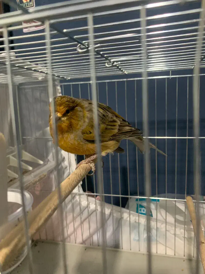 قناری نر بخون|پرنده|خلخال, |دیوار