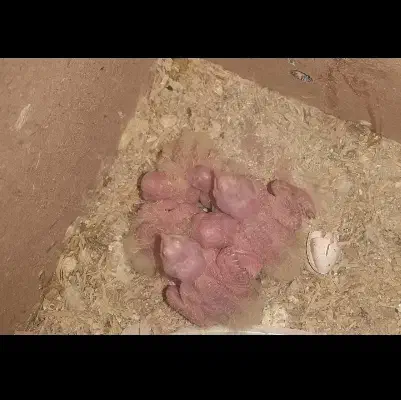 جفت عروس هلندی لوتینو با دوتا جوجه یکماهه|پرنده|شوشتر, |دیوار