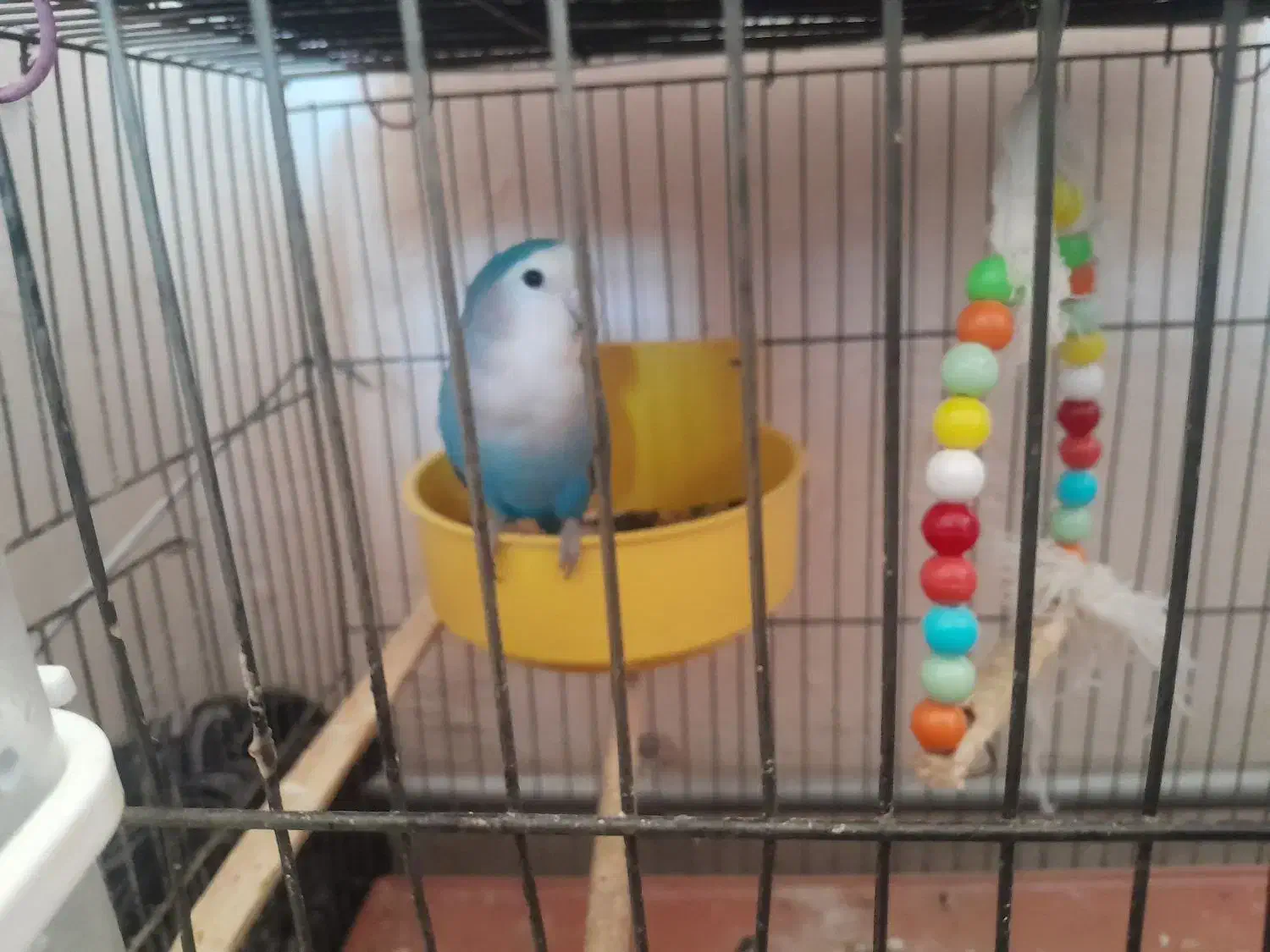 یک طوطی برزیلی بالغ|پرنده|شاهین دژ, |دیوار