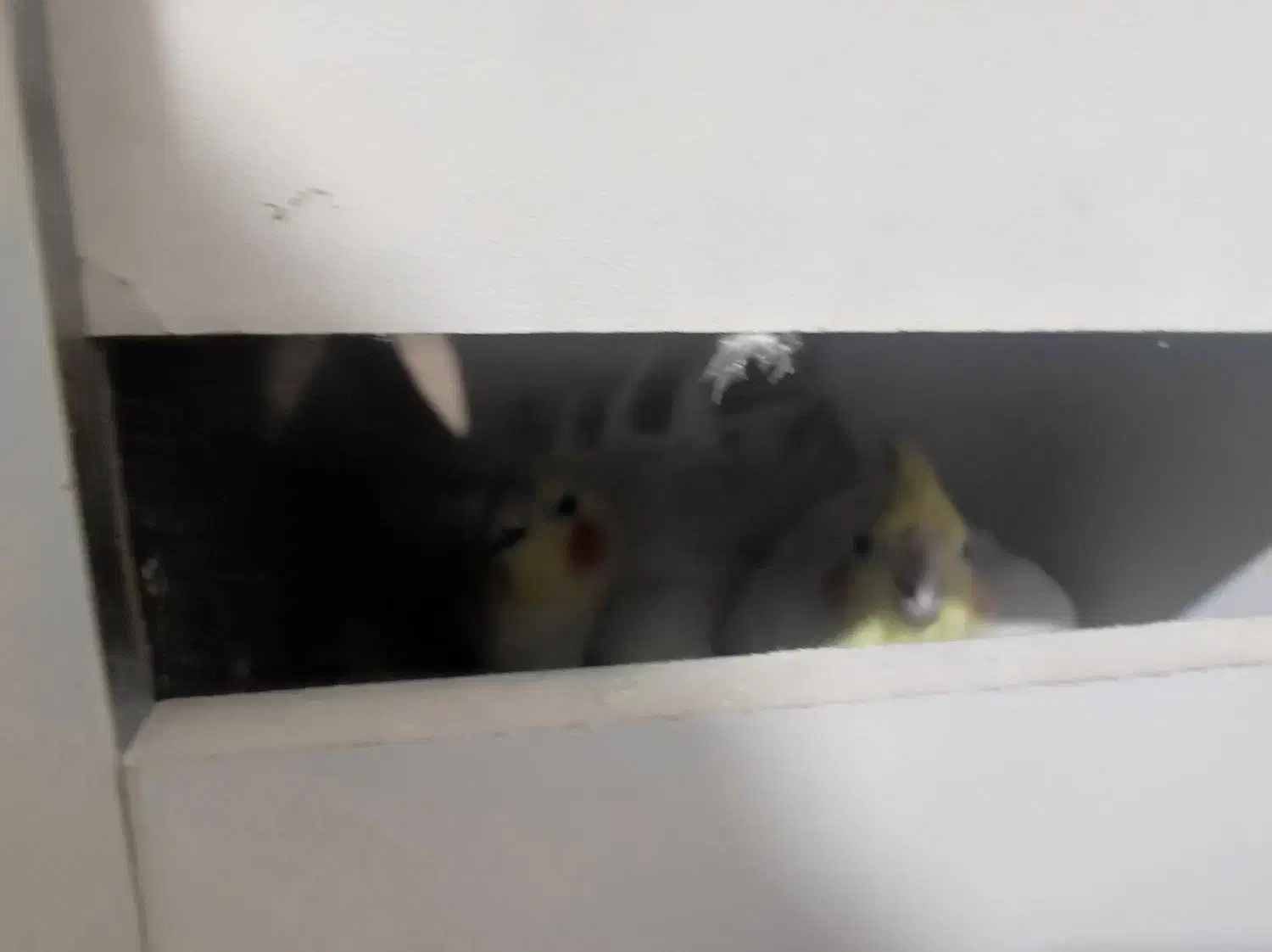 جفت عروس هلندی لوتینو باقفس هرفه ای جدا کننده|پرنده|مبارکه, |دیوار