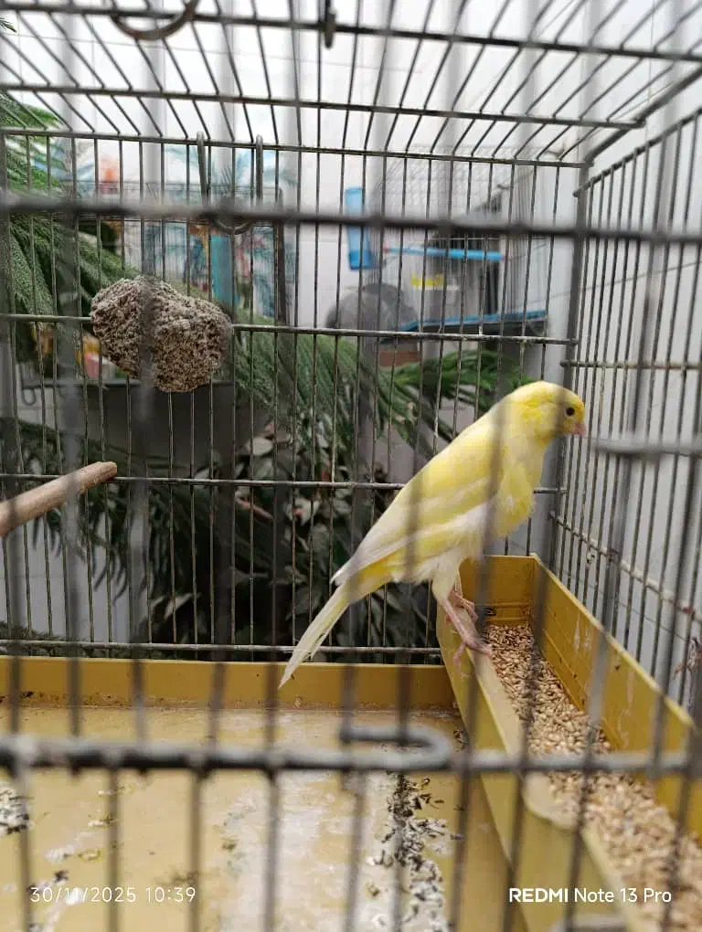 قناری نر|پرنده|اصفهان, کلمان|دیوار