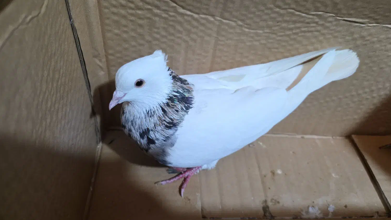 طوق هفت رنگ|پرنده|جم, |دیوار